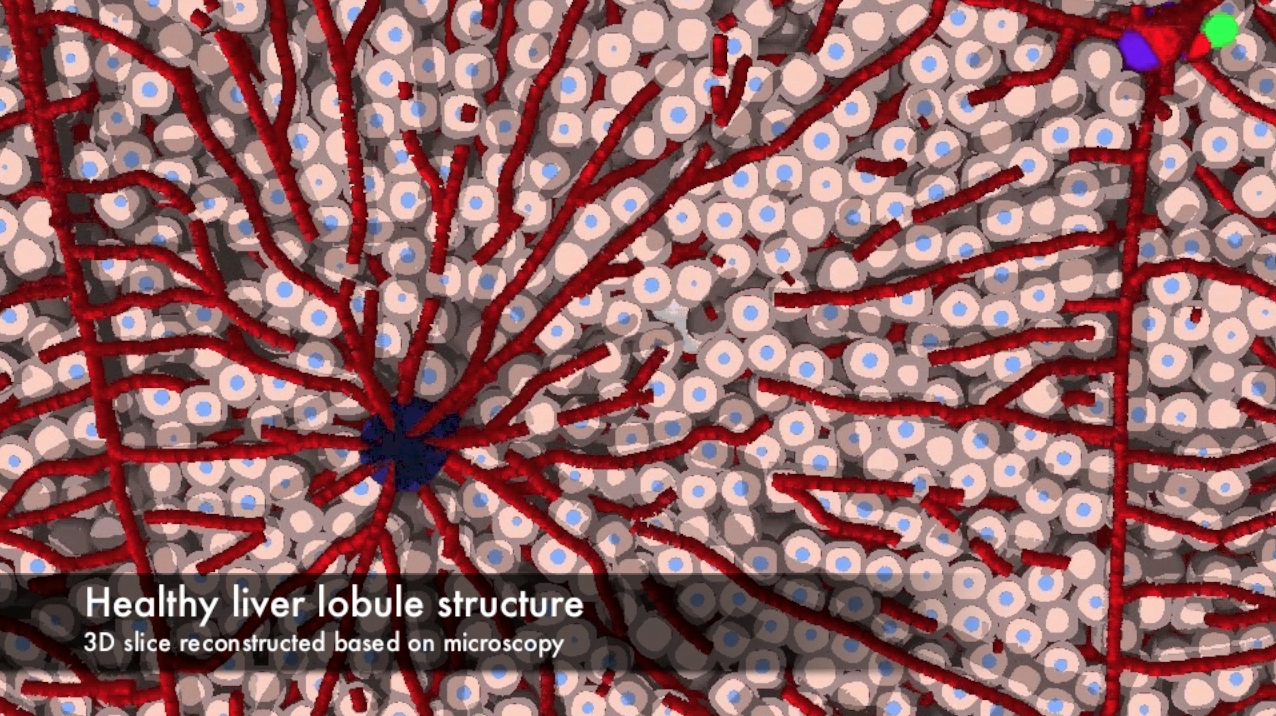 Three-dimensional tissue image analysis preview