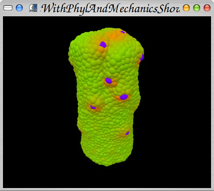 Simulation frame of a growing meristem model